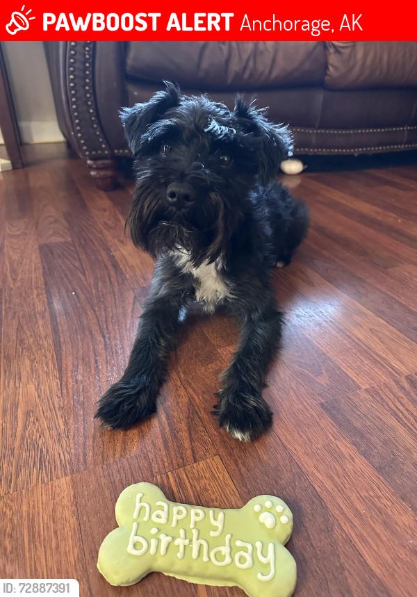 Lost Male Dog last seen Northern lights and Wesleyan , Anchorage, AK 99508