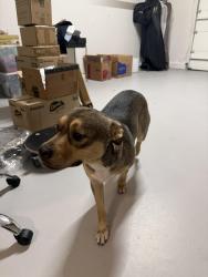 Found/Stray Male Dog last seen Skyline Dr. and Browning St. , North Tustin, CA 92705