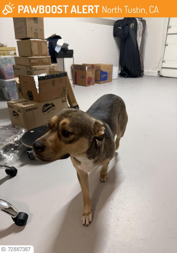 Found/Stray Male Dog last seen Skyline Dr. and Browning St. , North Tustin, CA 92705
