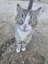 Found/Stray Male Cat last seen Valley View court and Buffalo Lake rd, Sanford NC 27332, Barbecue, NC 27332