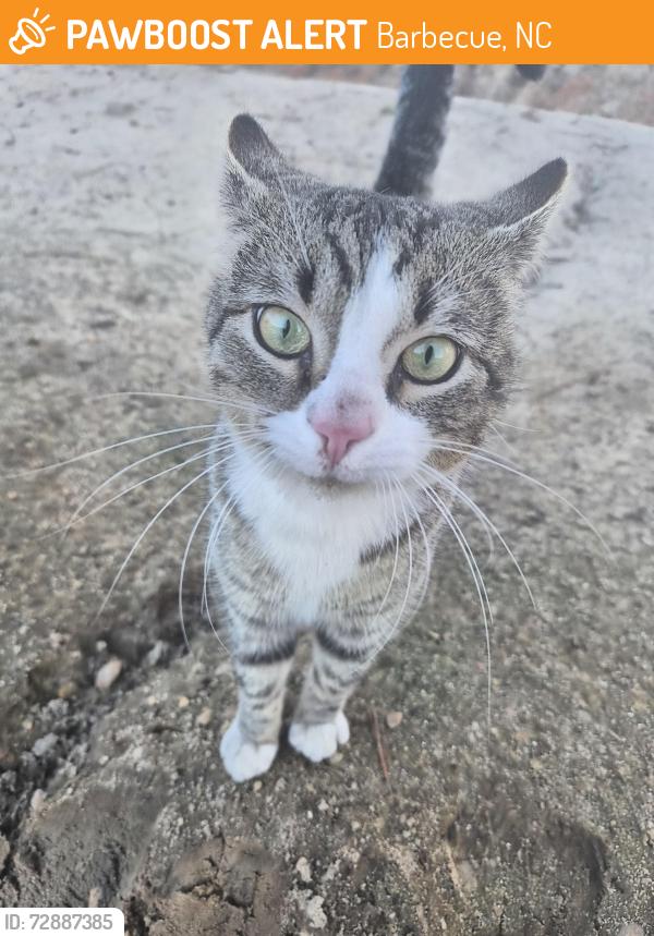 Found/Stray Male Cat last seen Valley View court and Buffalo Lake rd, Sanford NC 27332, Barbecue, NC 27332