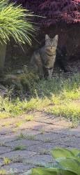 Found/Stray Female Cat last seen Salem Heights, Salem Or, Salem, OR 97302