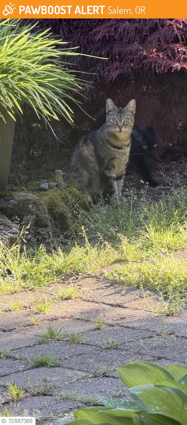 Found/Stray Female Cat last seen Salem Heights, Salem Or, Salem, OR 97302