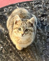 Lost Female Cat last seen North 1st street x nortech parkway, San Jose, CA 95134