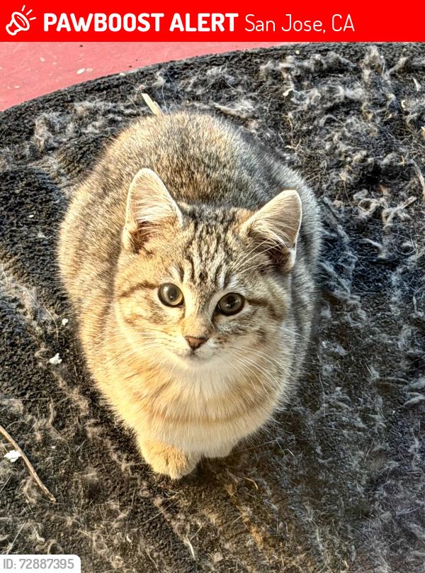 Lost Female Cat last seen North 1st street x nortech parkway, San Jose, CA 95134