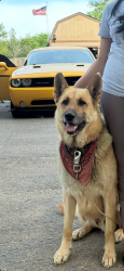Reunited Male Dog last seen florence road, lake farm road, nissan drive, Smyrna, TN 37167