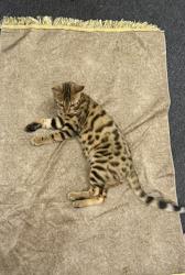 Reunited Male Cat last seen 4th and Kirkland place SE, Renton, WA 98056