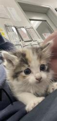 Shelter Stray Female Cat last seen , 14409 Vanowen St, Van Nuys, CA 91405, USA