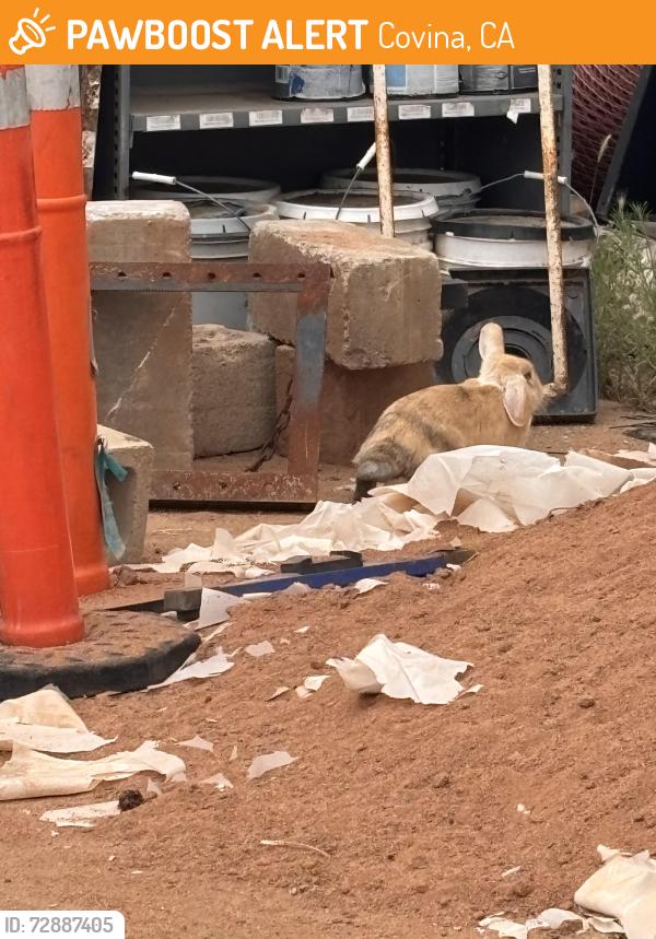 Found/Stray Unknown Rabbit last seen charter oak park in the back towards the baseball field in that gated place with the shed , Covina, CA 91724