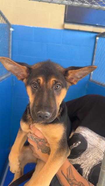 Shelter Stray Female Dog last seen JOAH ST BAKERSFIELD, Bakersfield, CA 93307