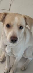 Lost Female Dog last seen Near briar glade dr 77072, Houston, TX 77072