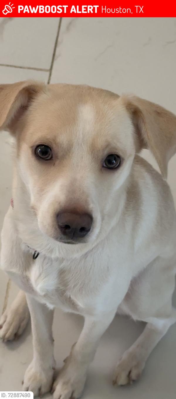 Lost Female Dog last seen Near briar glade dr 77072, Houston, TX 77072