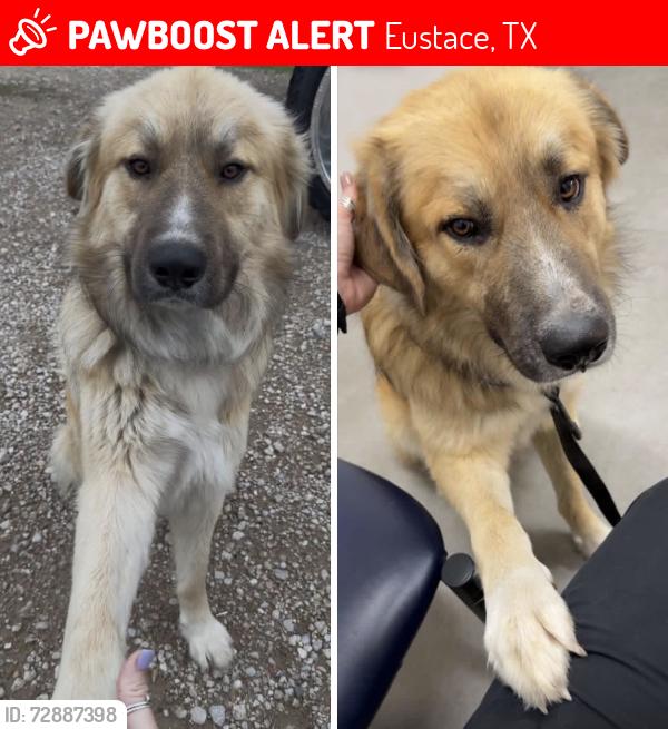Lost Female Dog last seen Manning Ranch off of Hwy 198, Eustace, TX 75124