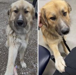 Lost Female Dog last seen Manning Ranch off of Hwy 198, Eustace, TX 75124