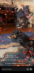 Lost Female Dog last seen Bloomfield rd, Macon, GA 31206