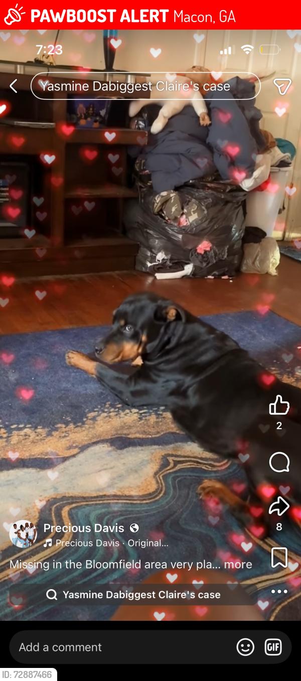 Lost Female Dog last seen Bloomfield rd, Macon, GA 31206