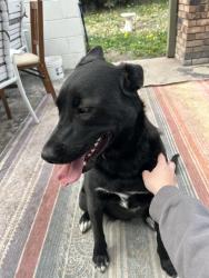 Found/Stray Female Dog last seen carla jo ln, Missoula, MT 59803