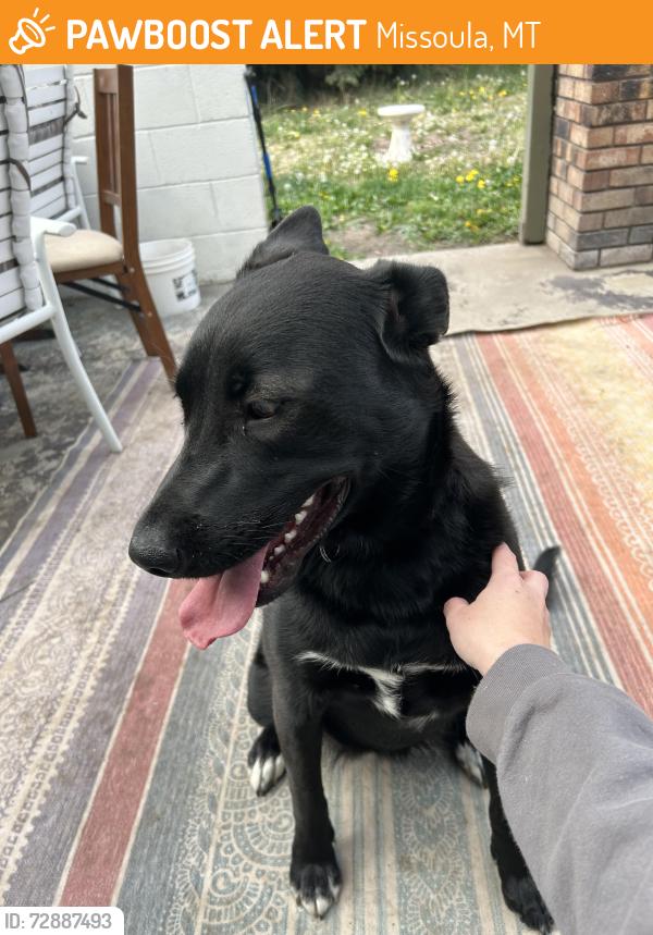 Found/Stray Female Dog last seen carla jo ln, Missoula, MT 59803