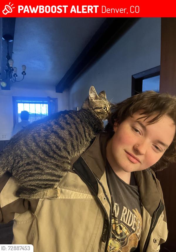 Lost Male Cat last seen Near Jackson st 80206, Denver, CO 80206