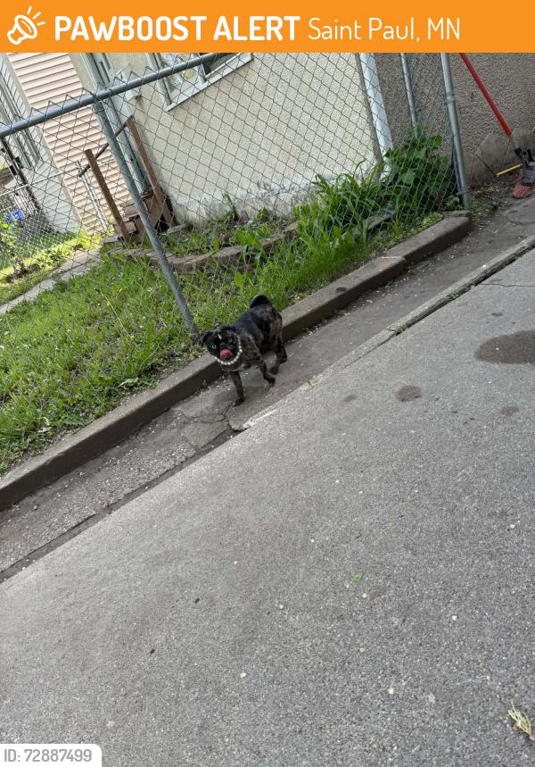 Found/Stray Female Dog last seen maryland galiter street, Saint Paul, MN 55106