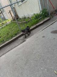 Found/Stray Female Dog last seen maryland galiter street, Saint Paul, MN 55106