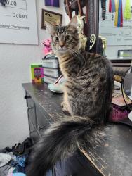 Found/Stray Male Cat last seen Amazon distribution center, Elk Grove, CA 95624