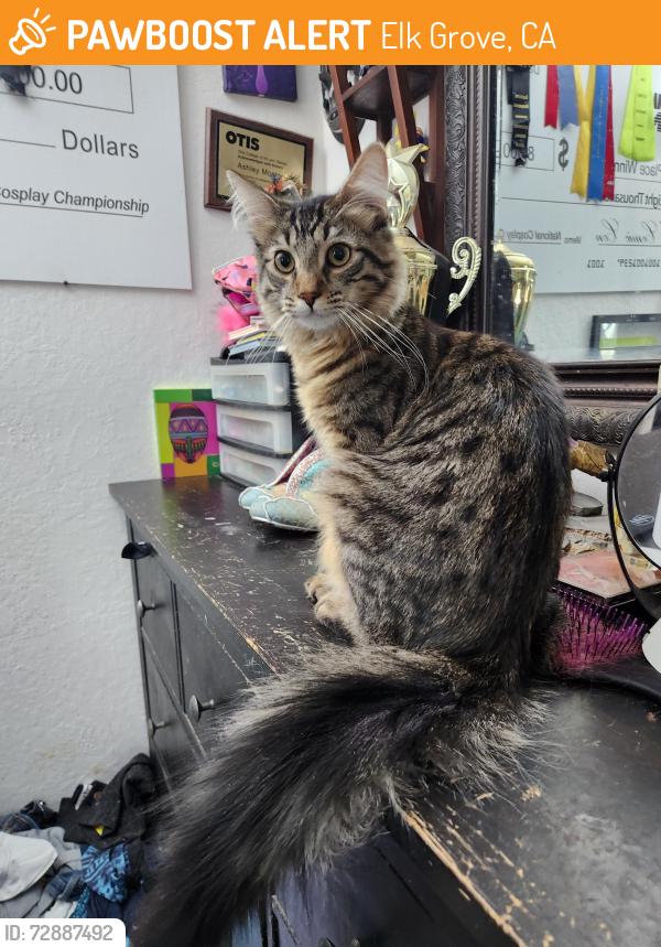 Found/Stray Male Cat last seen Amazon distribution center, Elk Grove, CA 95624
