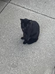 Found/Stray Unknown Cat last seen Near and cars, Macomb, MI 48042
