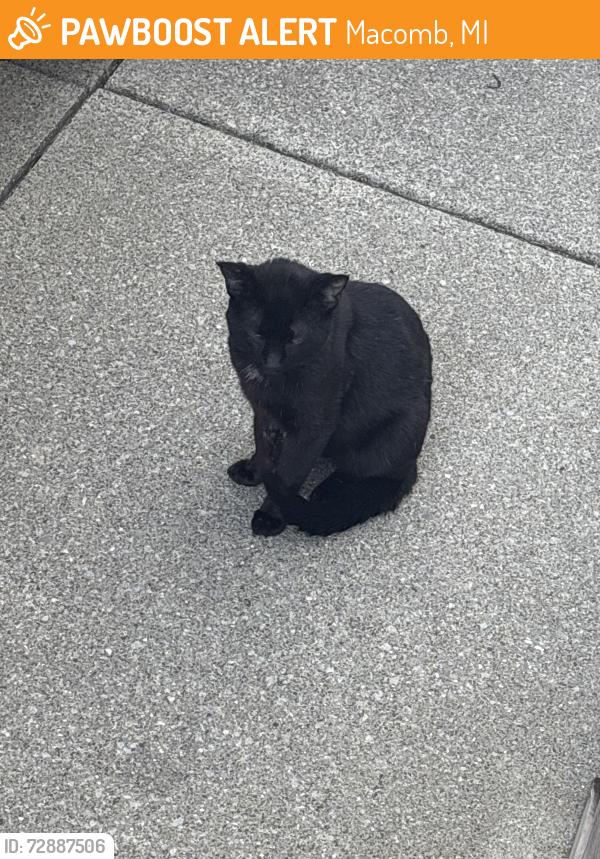 Found/Stray Unknown Cat last seen Near and cars, Macomb, MI 48042