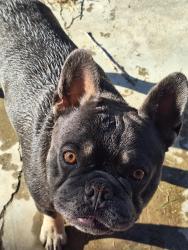 Lost Male Dog last seen Glenraven , Lancaster, CA 93535