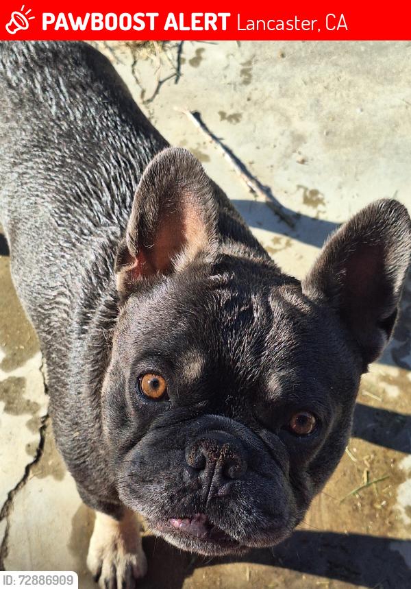 Lost Male Dog last seen Glenraven , Lancaster, CA 93535