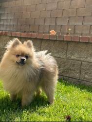 Reunited Male Dog last seen Nicole st and le niche Lancaster,ca 93535, Lancaster, CA 93535