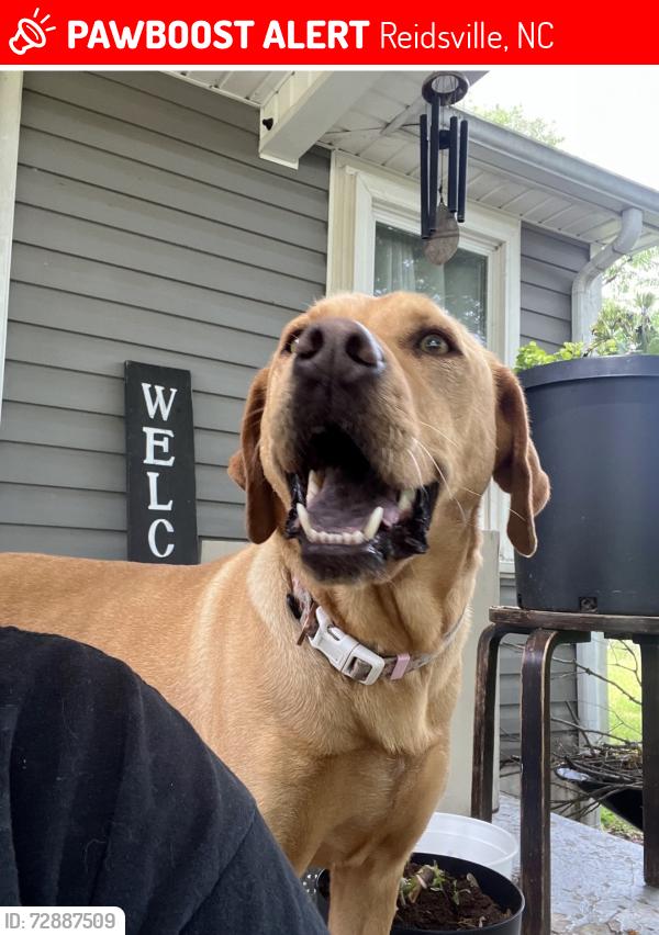 Lost Female Dog last seen Cunningham mill rf , Reidsville, NC 27320
