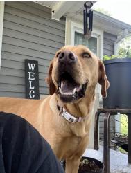 Lost Female Dog last seen Cunningham mill rf , Reidsville, NC 27320