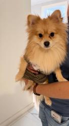 Lost Female Dog last seen Near Woodhull Ave, hollis 11423, Queens, NY 11423