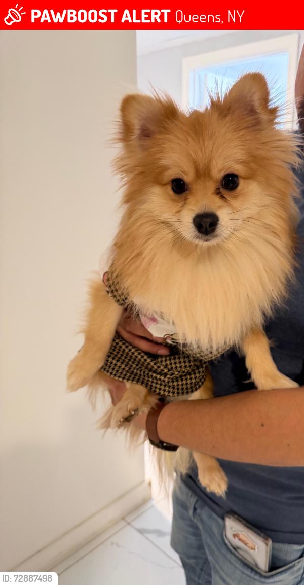 Lost Female Dog last seen Near Woodhull Ave, hollis 11423, Queens, NY 11423