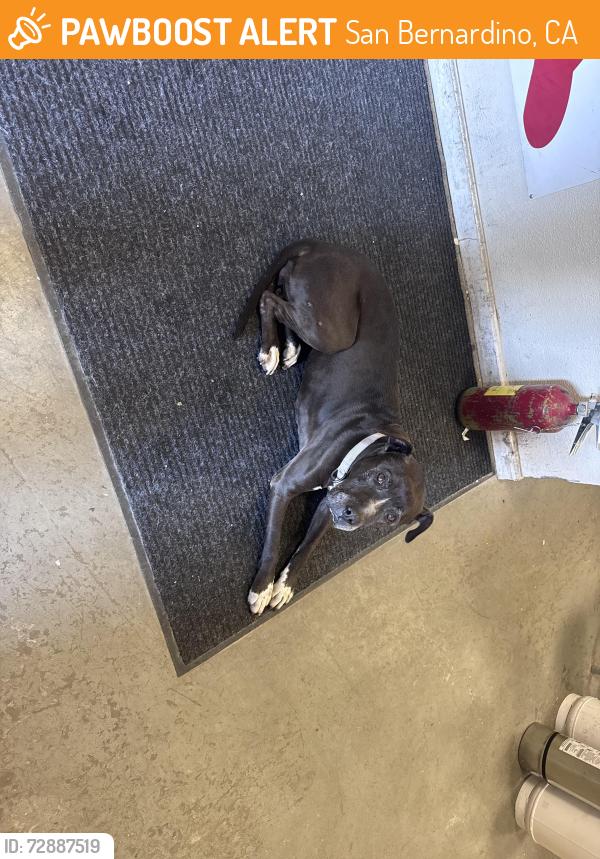 Found/Stray Female Dog last seen Arrowhead , San Bernardino, CA 92401