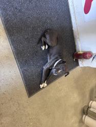 Found/Stray Female Dog last seen Arrowhead , San Bernardino, CA 92401