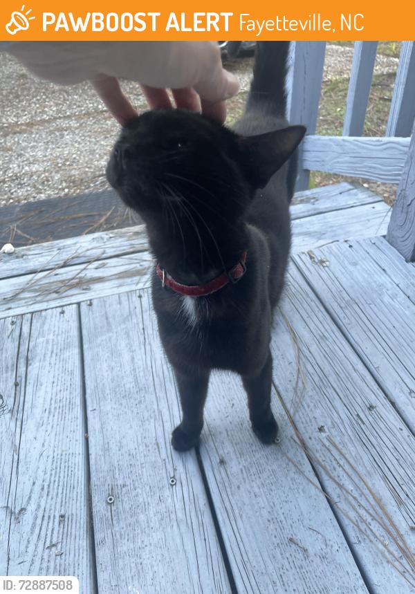 Found/Stray Male Cat last seen Torbay drive and Landau, Fayetteville, NC 28311