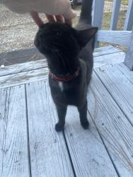 Found/Stray Male Cat last seen Torbay drive and Landau, Fayetteville, NC 28311