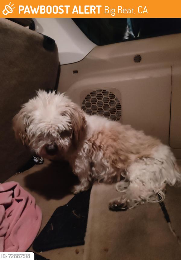 Found/Stray Male Dog last seen Irving and Bartlett, Big Bear City , Big Bear, CA 92314