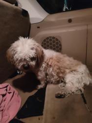 Found/Stray Male Dog last seen Irving and Bartlett, Big Bear City , Big Bear, CA 92314