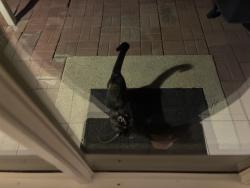 Found/Stray Unknown Cat last seen Frankford & Kelly, Dallas, TX 75287
