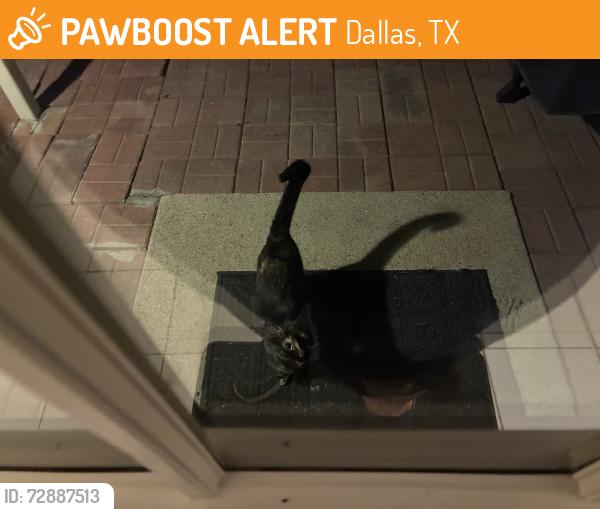 Found/Stray Unknown Cat last seen Frankford & Kelly, Dallas, TX 75287