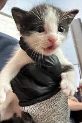 Shelter Stray Female Cat last seen Near Pennington Dr, Lithonia, GA 30038, 30038, GA, 3280 Chamblee Dunwoody Rd, Chamblee, GA 30341, USA