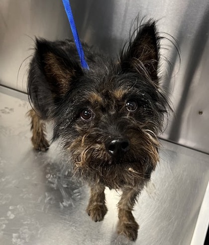 Shelter Stray Male Dog last seen W Olive Ave & N Brawley Ave, Fresno Zone Fresno CO 2 93722, CA, Fresno, CA 93706