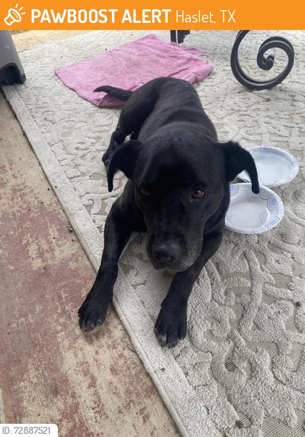 Found/Stray Male Dog last seen Near Harmon Road/Bonds Ranch, Haslet, TX 76052