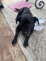 Found/Stray Male Dog last seen Near Harmon Road/Bonds Ranch, Haslet, TX 76052