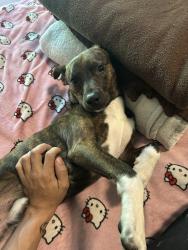 Lost Male Dog last seen Near Wilson st, Poplar Bluff, MO 63901