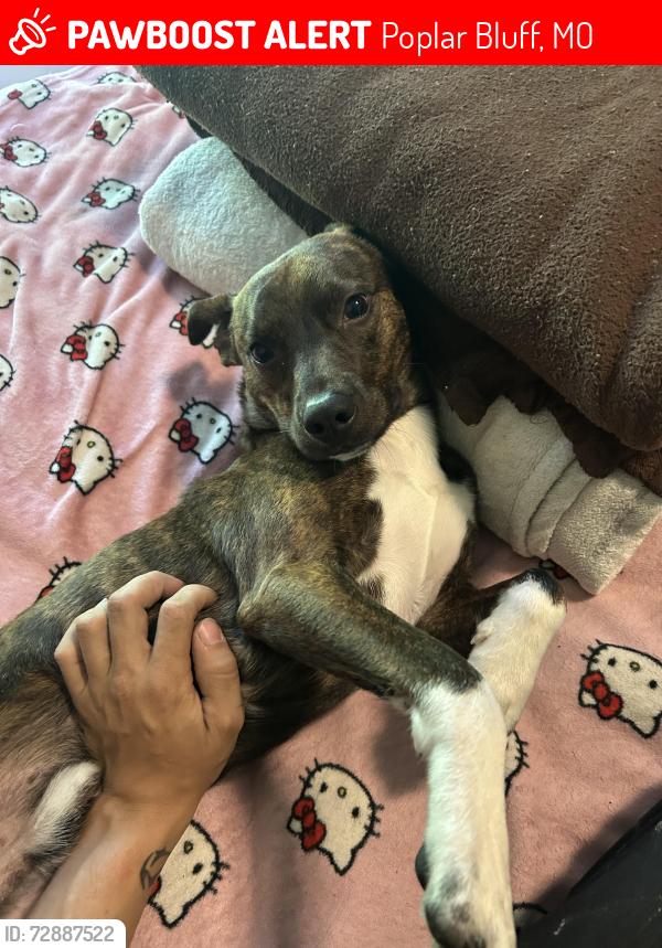 Lost Male Dog last seen Near Wilson st, Poplar Bluff, MO 63901